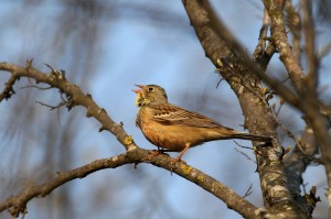 Ortolan singing on a branch.