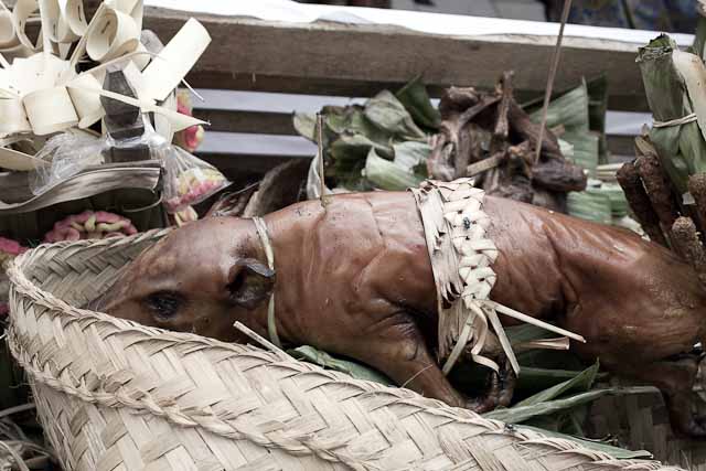 Baby babi guling surrounded by offerings at a Hindu cremation in Bali.