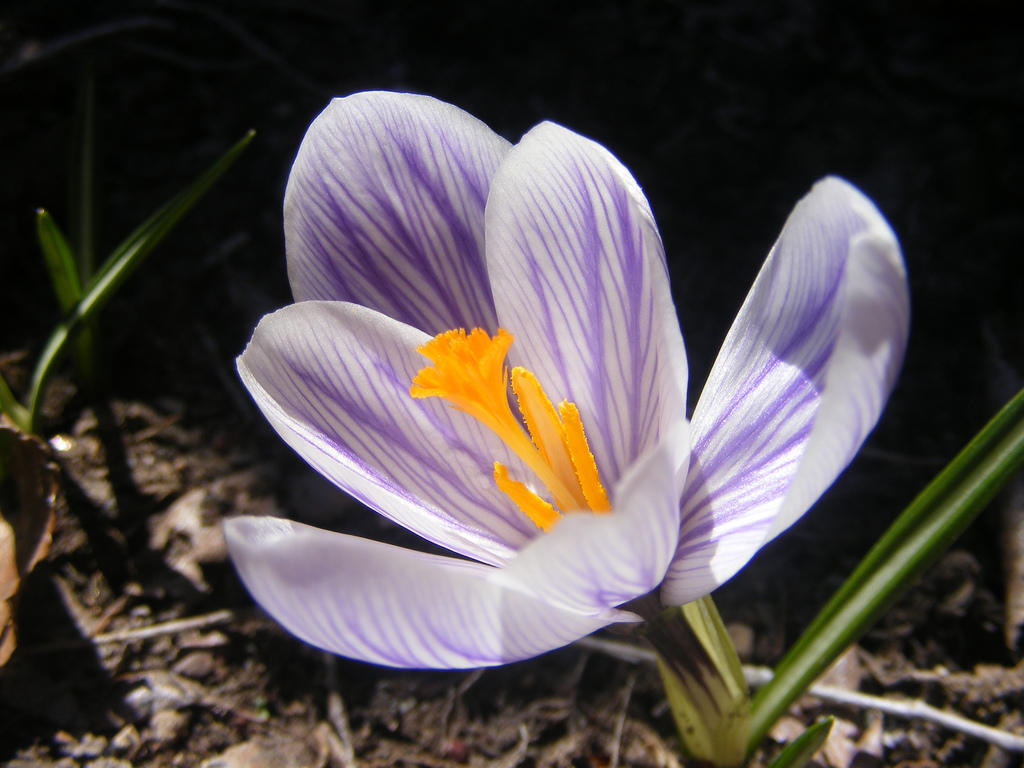 World's most expensive foods: saffron crocus.