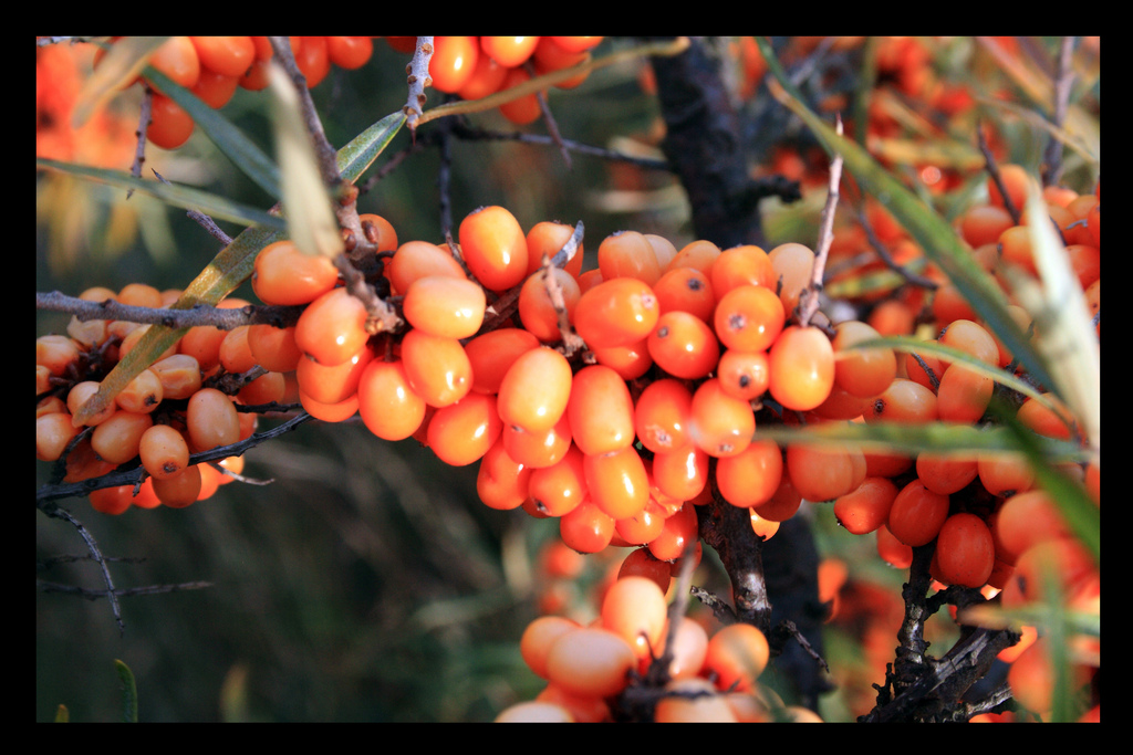 Sea Buckthorn Juice: the Ultimate Vitamin C Drink?