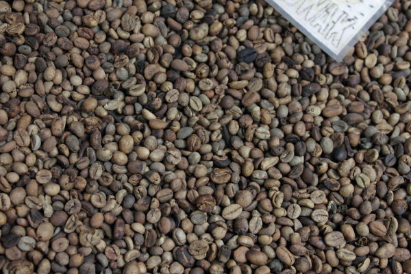 World's most expensive foods: cleaned but unprocessed kopi luwak beans.