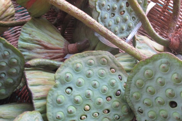 Lotus Seeds Worldfoodist