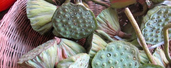 Lotus Seeds