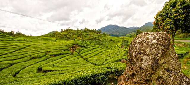 Tea Tourism in Bandung