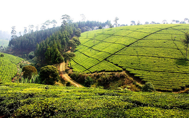 Tea plantations around Bandung.