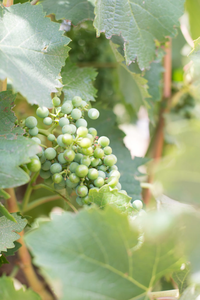 Ripening grapes at D'Arenberg Winery